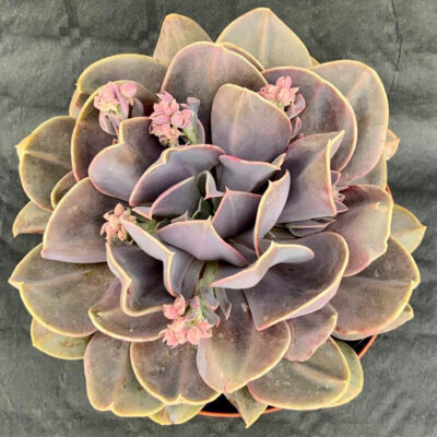 Echeveria Serena - Echecactus Flor