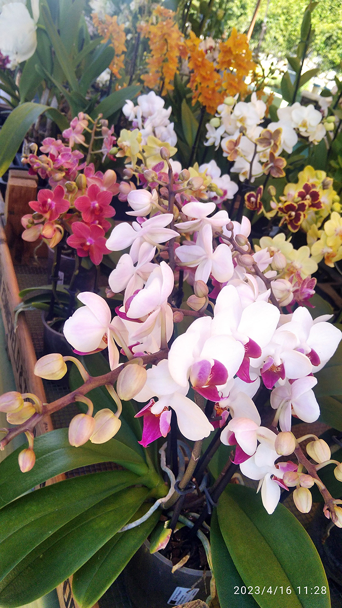 mondo-del-giardino Fiori nella Rocca Orchidee