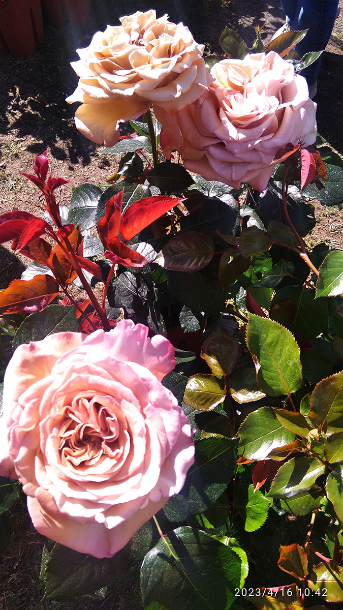 mondo-del-giardino Fiori nella Rocca Rose 1