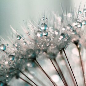 garden-world dandelion achenes