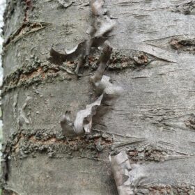 mondo-del-giardino Prunus serrulata tronco