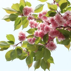 mondo-del-giardino Prunus serrulata foglie