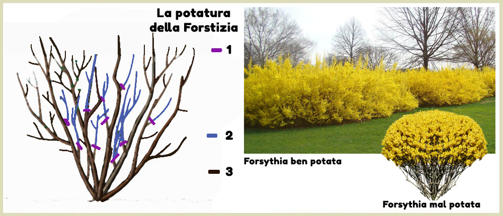 mondo-del-giardino potatura forsythia