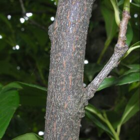 mondo-del-giardino prunus laurocerasus trunk