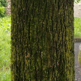 garden-world tilia cordata trunk