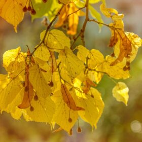 world-of-the-garden tilia cordata autumn