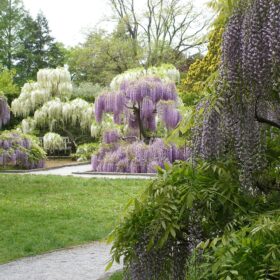 mondo-del-giardino wisteria nel parco