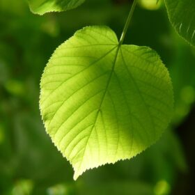 garden-world tilia cordata leaf