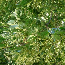 garden-world tilia cordata