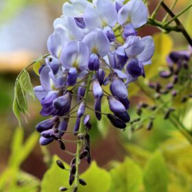 mondo-del-giardino wisteria fiore