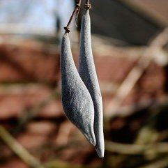 mondo-del-giardino wisteria pod
