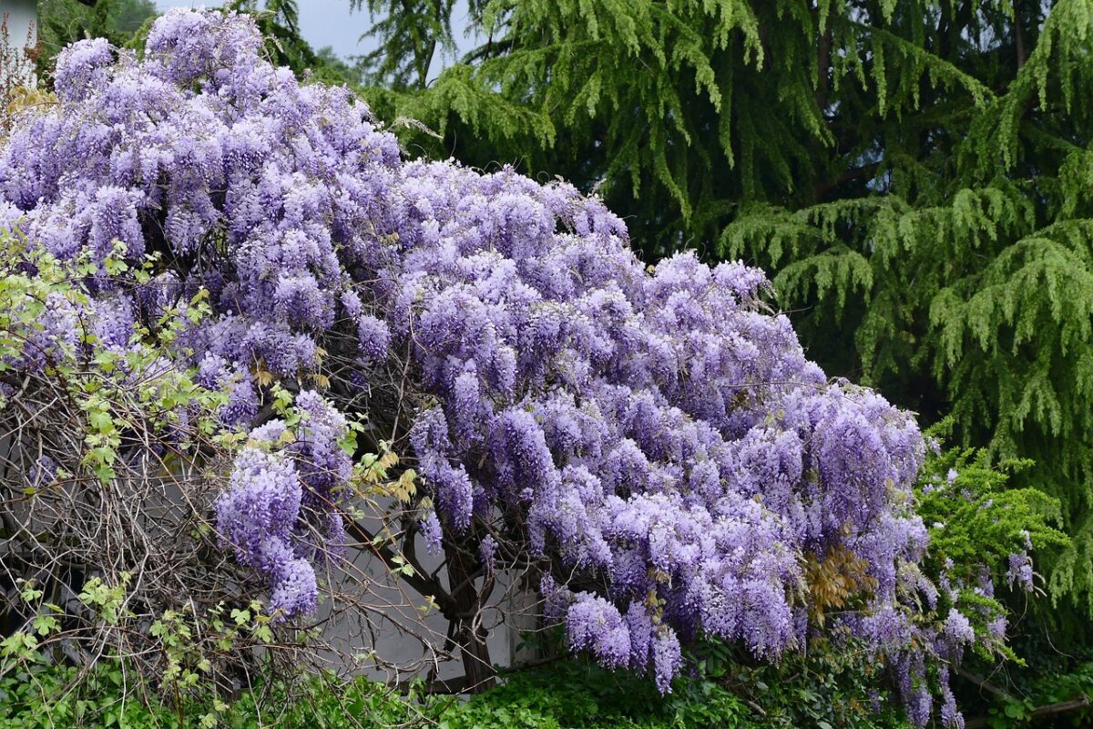 mondo-del-giardino wisteria cascata