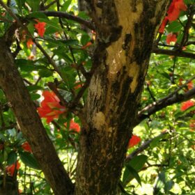 mondo-del-giardino punica granatum trunk