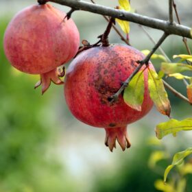 mondo-del-giardino punica granatum fruit