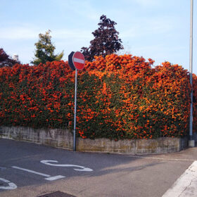 mondo-del-giardino pyracantha hedge