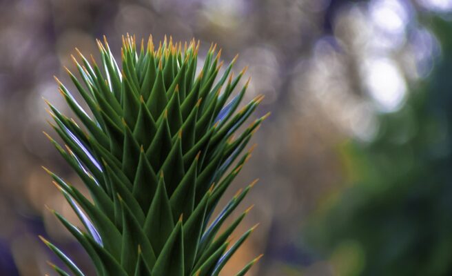 mondo-del-giardino araucaria araucana foglia