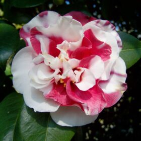 mondo-del-giardino camellia japonica flower