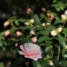 mondo-del-giardino camellia japonica foglie
