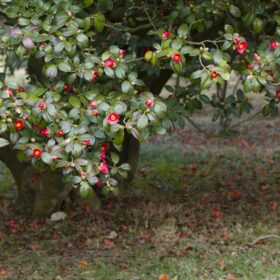 mondo-del-giardino camellia japonica pianta