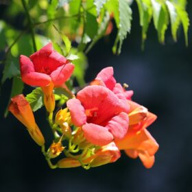 mondo-del-giardino campsis radicans flowers