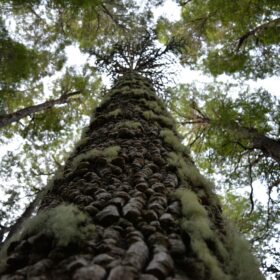 mondo-del-giardino araucaria araucana tronco