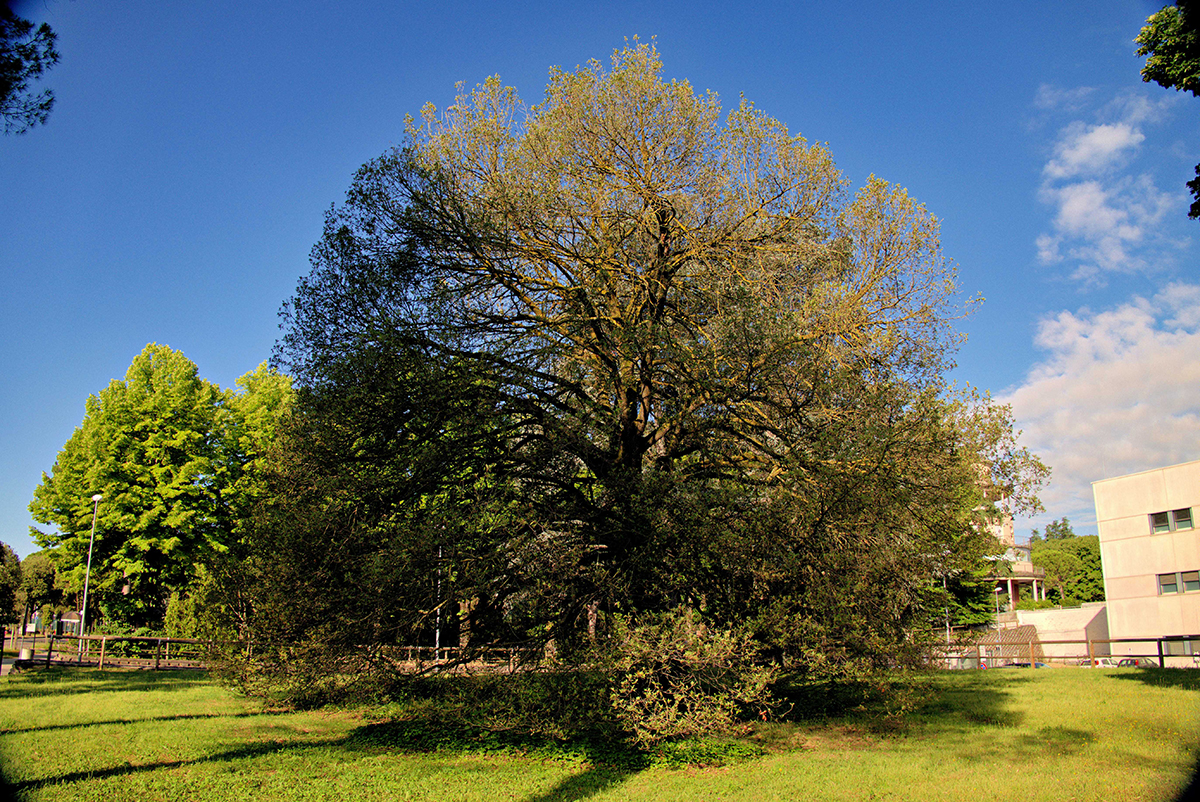 mondo-del-giardino giardini terapeutici albero