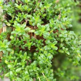 mondo-del-giardino thymus vulgaris foglie