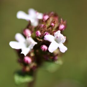 mondo-del-giardino thymus vulgaris fiori