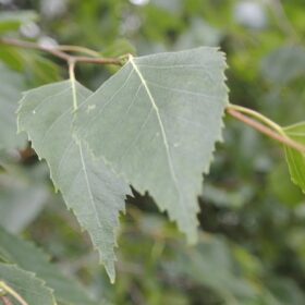 mondo-del-giardino betula alba leaf