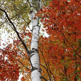 mondo-del-giardino betula alba autumn