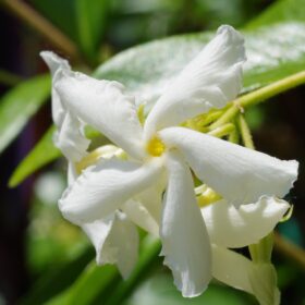 mondo-del-giardino ryncospermum jasminoides fiore