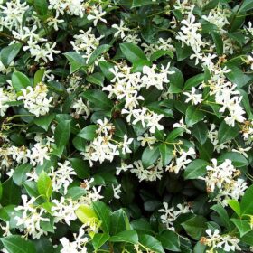 mondo-del-giardino ryncospermum jasminoides massa
