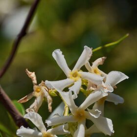 mondo-del-giardino ryncospermum jasminoides branch