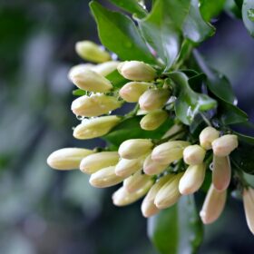 mondo-del-giardino ryncospermum jasminoides boccioli
