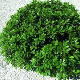 mondo-del-giardino pittosporum tobira nanum