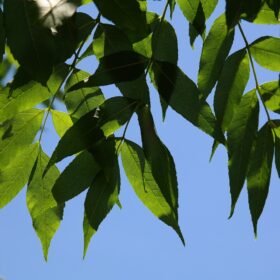 mondo-del-giardino fraxinus excelsior leafs