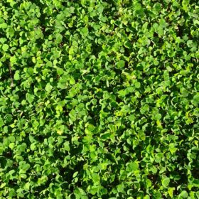 mondo-del-giardino oxalis acetosella carpet
