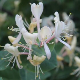 mondo-del-giardino lonicera caprifolium white