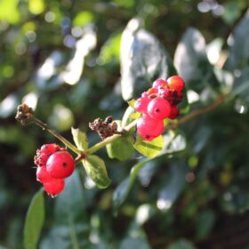 mondo-del-giardino lonicera caprifolium berry