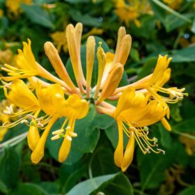 mondo-del-giardino lonicera caprifolium gialla