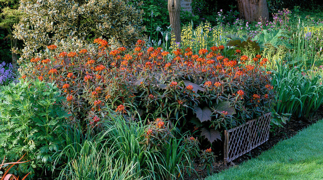 Euphorbia griffithii Fern Cottage