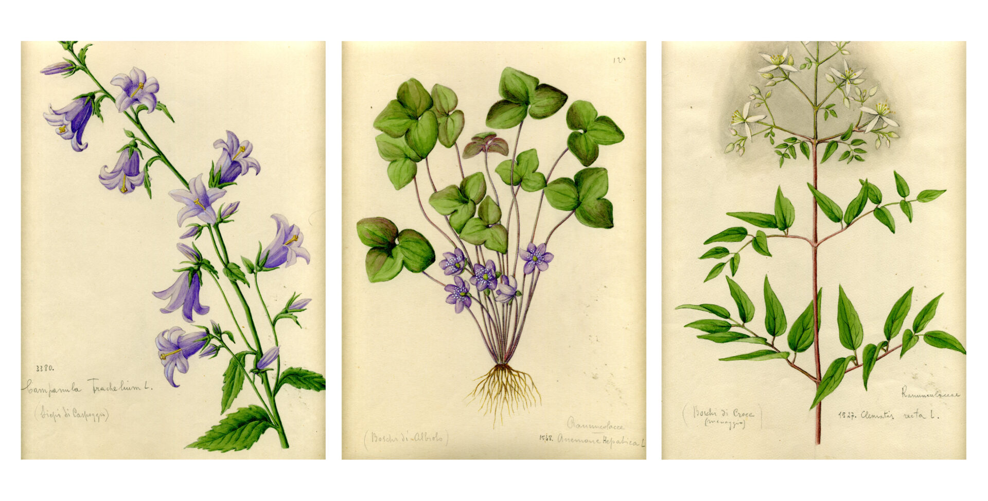 Collezione Hortus Pictus Bergomensis - Disegni Botanici