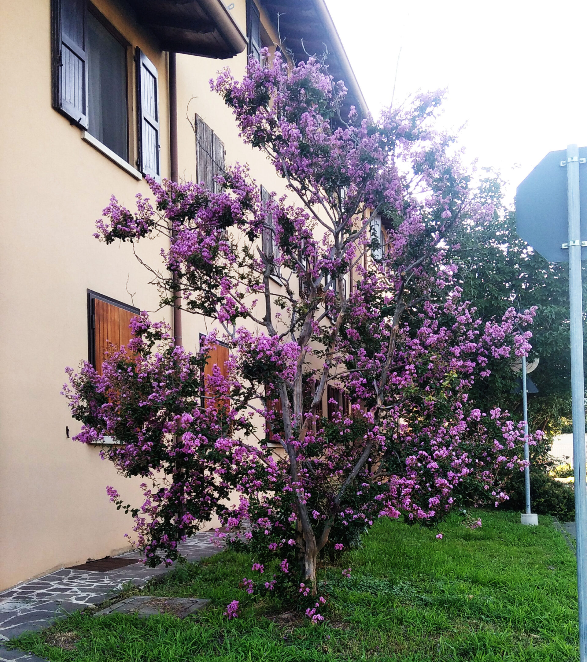 mondo-del-giardino lagestroemia indica