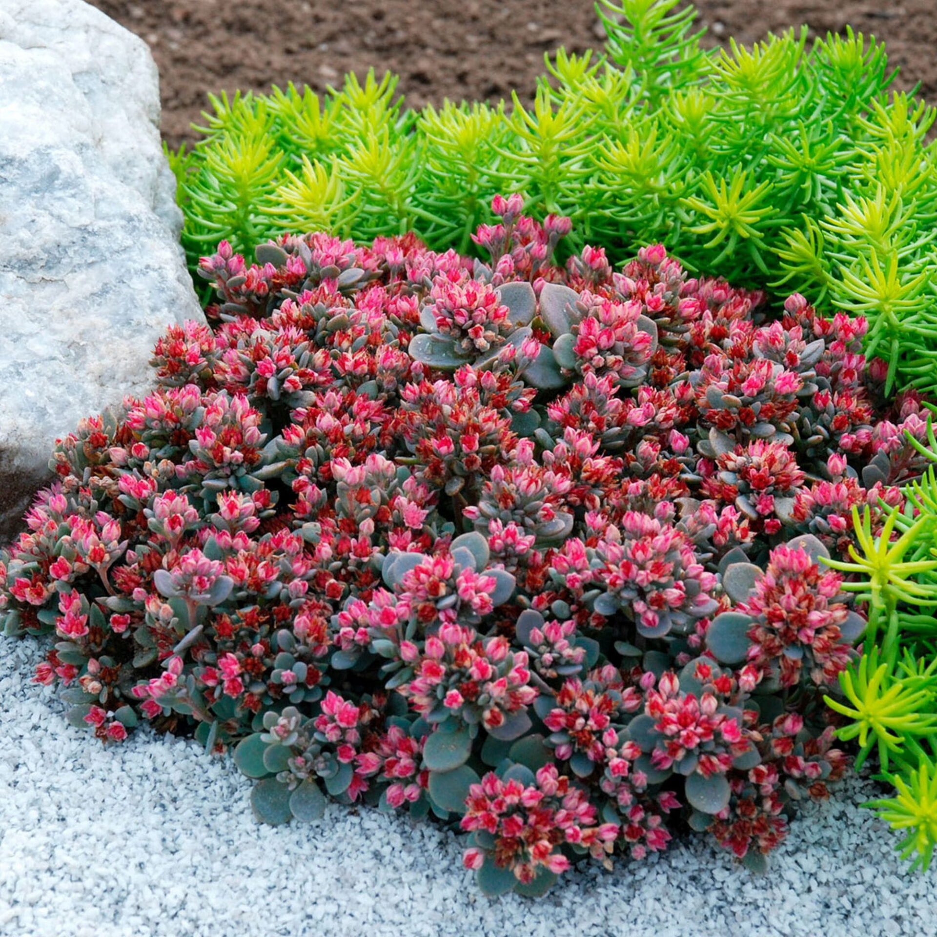 mondo-del-giardino sedum