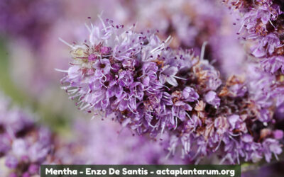 Mentha longifolia or Wild mint