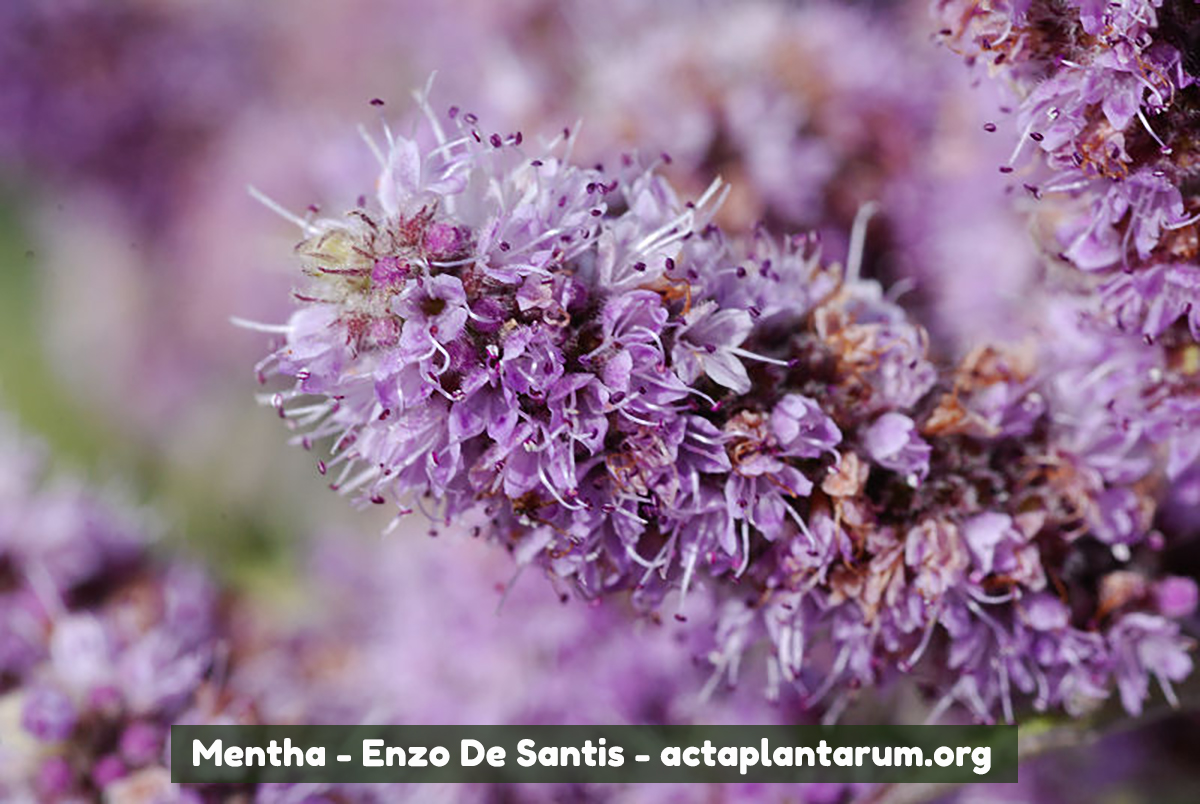 mondo-del-giardino Mentha longifolia copertina