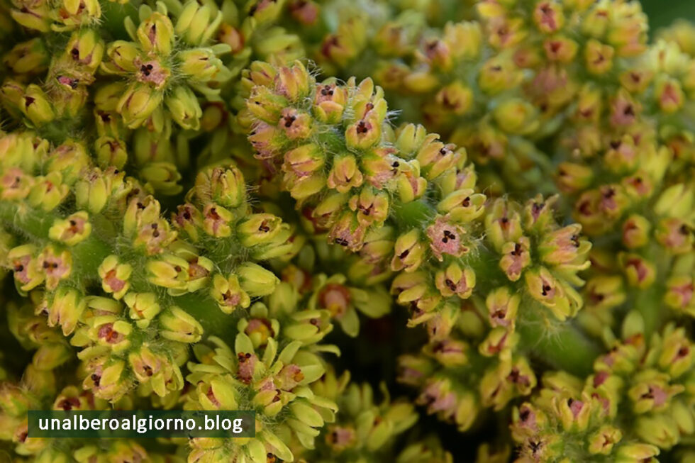mondo-del-giardino rhus typhina fiori