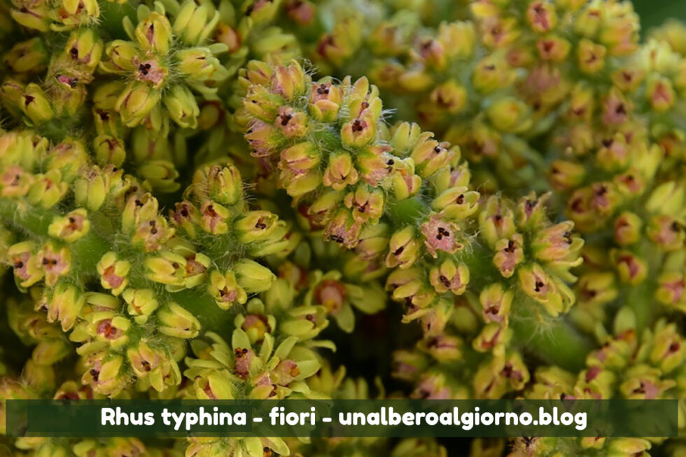 mondo-del-giardino Rhus typhina fiori