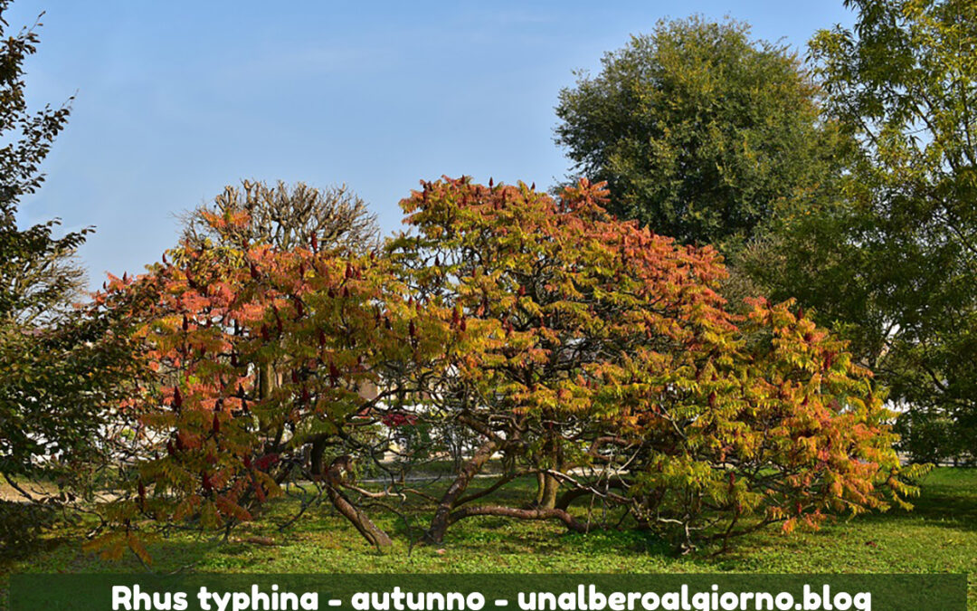 Rhus typhina