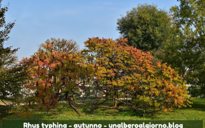 Rhus typhina